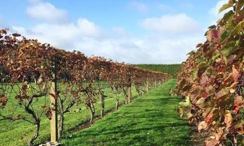 West Auckland vineyard best venue for winter wedding